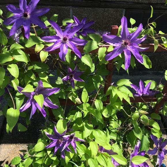 Meet your Posher, Polly - Picture 6 of 8